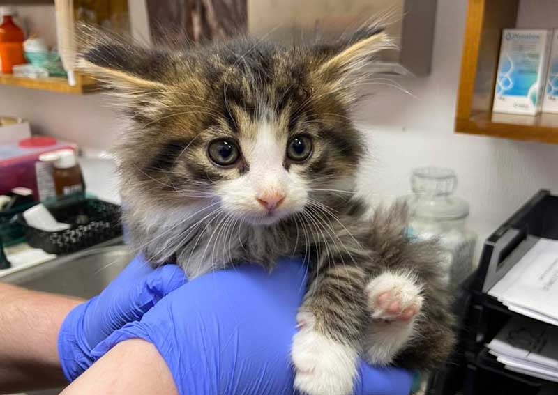 Kitten Veterinary Care